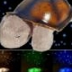 Twilight Turtle Constellation Night Light